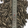 factory selling healthy Type 5009 & 601 & 363 hulled sunflower seeds